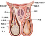 男性生殖器圖片